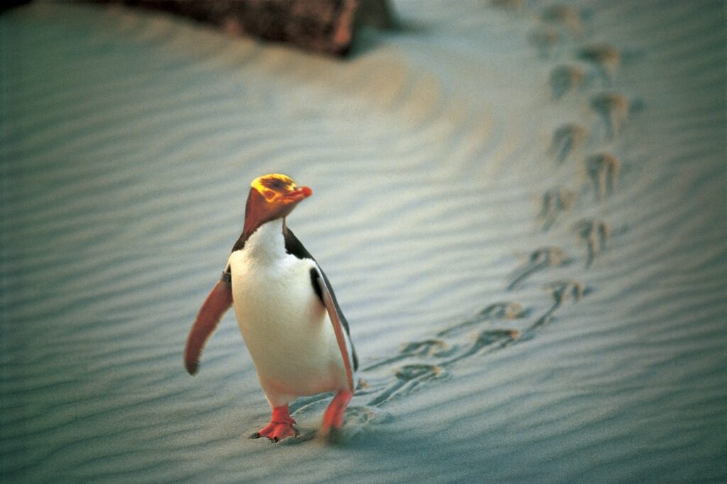NA02-Penguin-Place-Otago